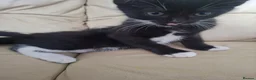 Mixed Breed cats for sale: 4 kittens  in Spalding - Advert 2