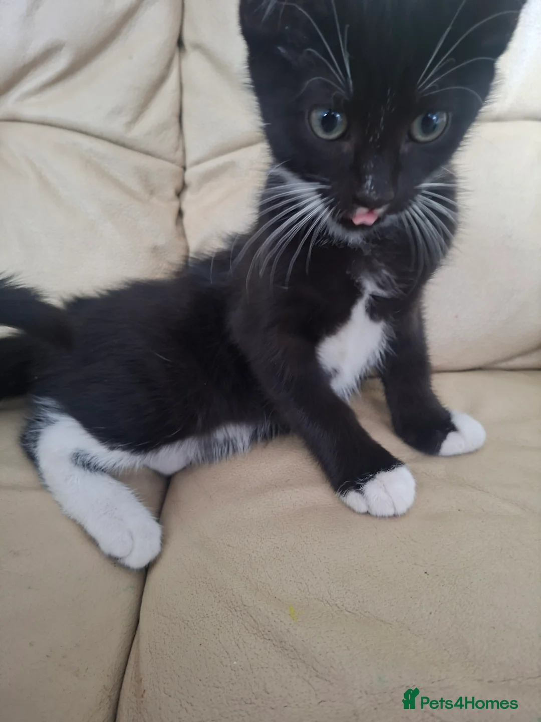 Mixed Breed cats for sale: 4 kittens  in Spalding - Advert 2