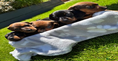 Miniature Dachshund dogs - Advert 3