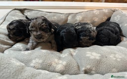 Cavapoo dogs for sale: Gorgeous Rare-Colouring Cavapoo Puppies - Image 1