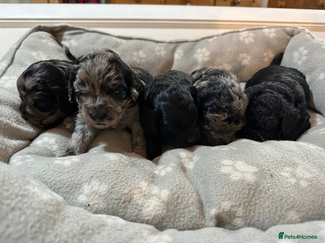 Cavapoo dogs for sale: Gorgeous Rare-Colouring Cavapoo Puppies - Image 1