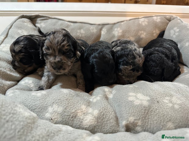 Cavapoo dogs - Advert 12