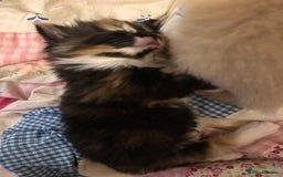 Domestic Shorthair cats for sale: 4 lovely little kittens  - Advert 17