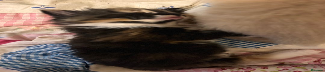 Domestic Shorthair Kitten 1