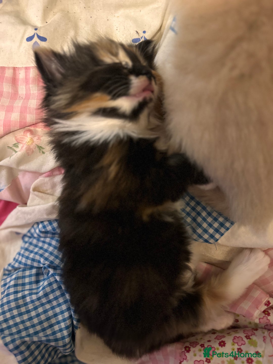 Domestic Shorthair cats for sale: 4 lovely little kittens  - Advert 17