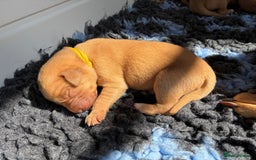 Labrador Retriever dogs for sale: Fox Red Labrador Pups, Health tested parents - Image 9