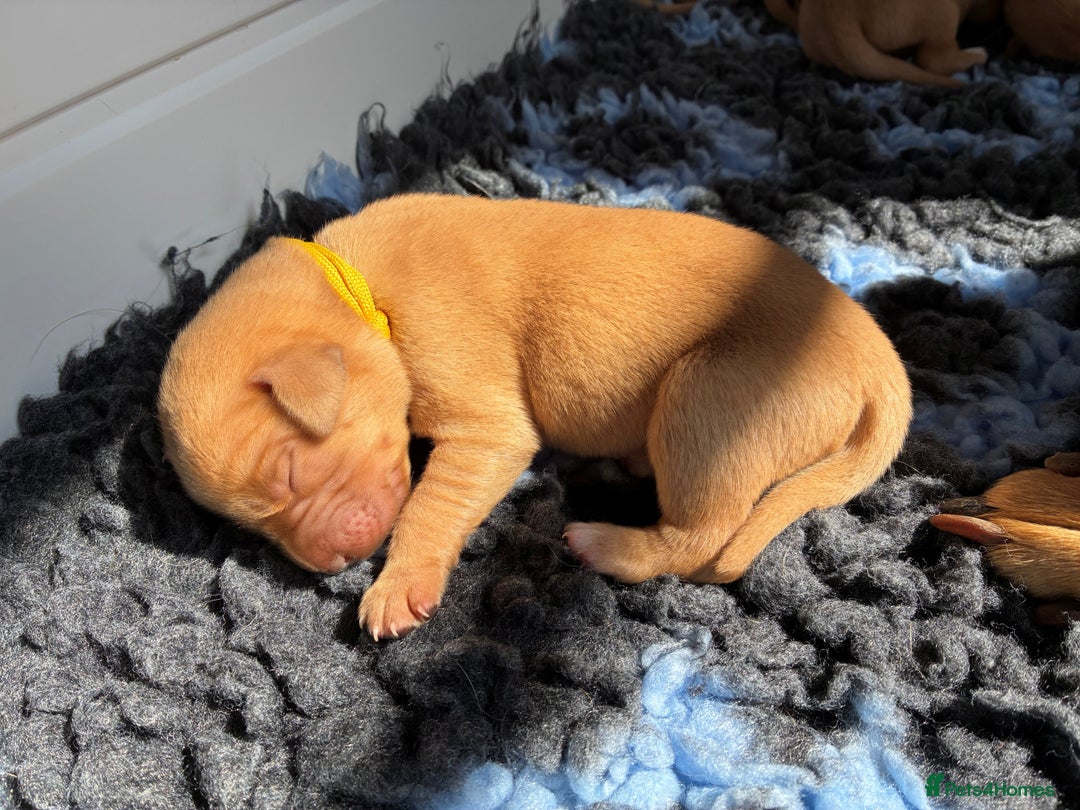 Labrador Retriever dogs for sale: Fox Red Labrador Pups, Health tested parents - Image 9