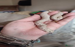 Snake reptiles for sale: Male and female lavender hognoses  - Image 2
