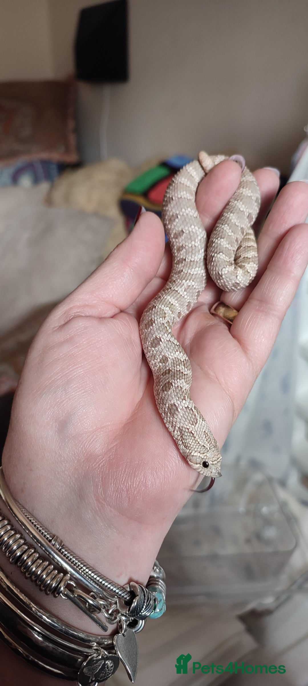 Snake reptiles for sale: Male and female lavender hognoses  - Image 2