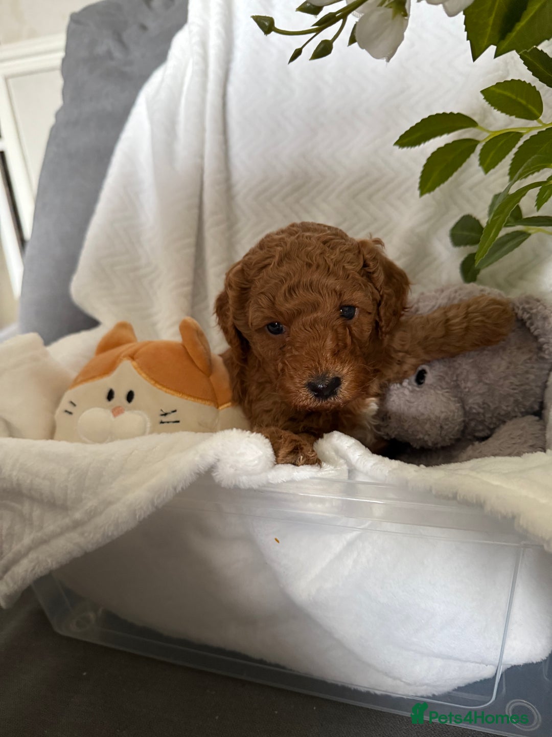 Cavapoo dogs for sale: F1B cavapoo puppies - Image 12