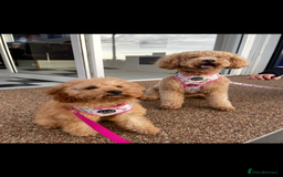 Cavapoo dogs for sale: Minnie and Marnie sad sale due to family split - Image 2