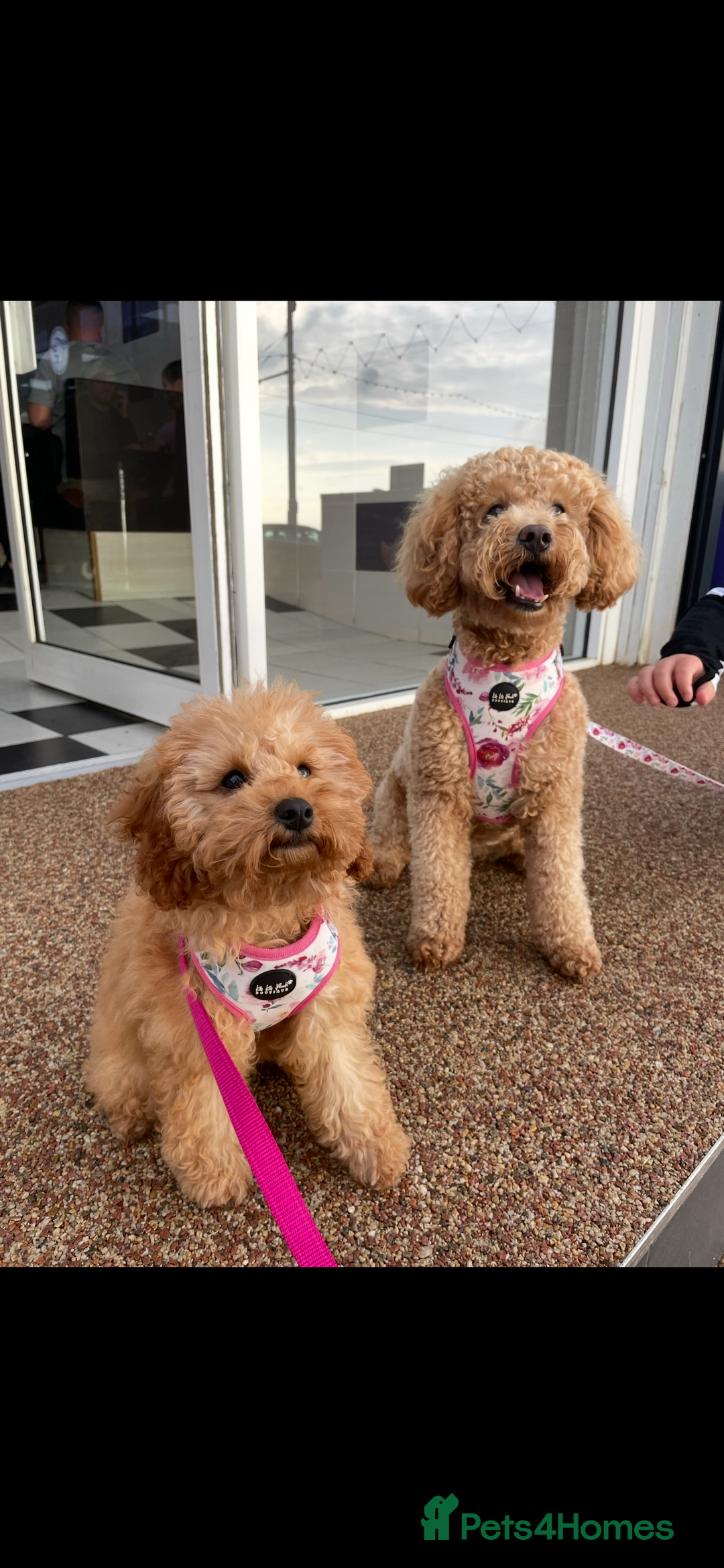 Cavapoo dogs for sale: Minnie and Marnie sad sale due to family split - Image 2