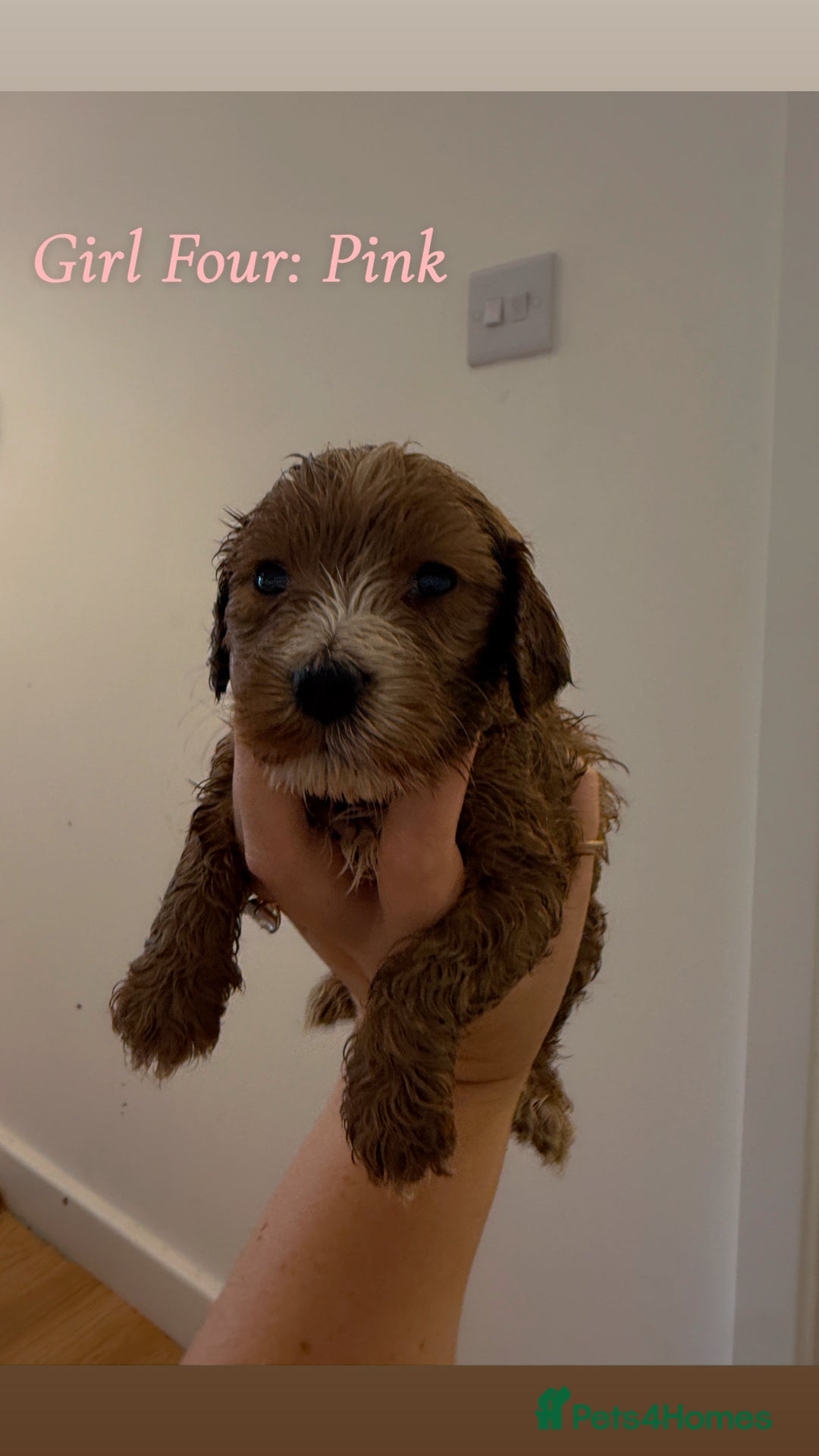 Mixed Breed dogs for sale: Toy Maltipoo X Miniature Labradoodle Puppies - Image 11