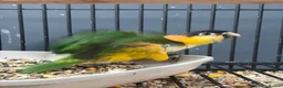 Mixed Breed birds for sale: Various Stunning Birds - Nationwide Delivery  in Newcastle upon Tyne - Advert 3