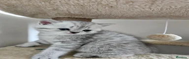 Silver tabby lighter