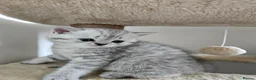 British Shorthair cats for sale: British Shorthair kittens!!!  - Advert 38