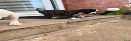 Boxer dogs for sale: Outstanding puppies - best pedigree 73 champions - Advert 22