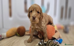 Cocker Spaniel dogs for sale: 8 AMAZING KC REG WORKING COCKER SPANIEL PUPPIES - Image 4