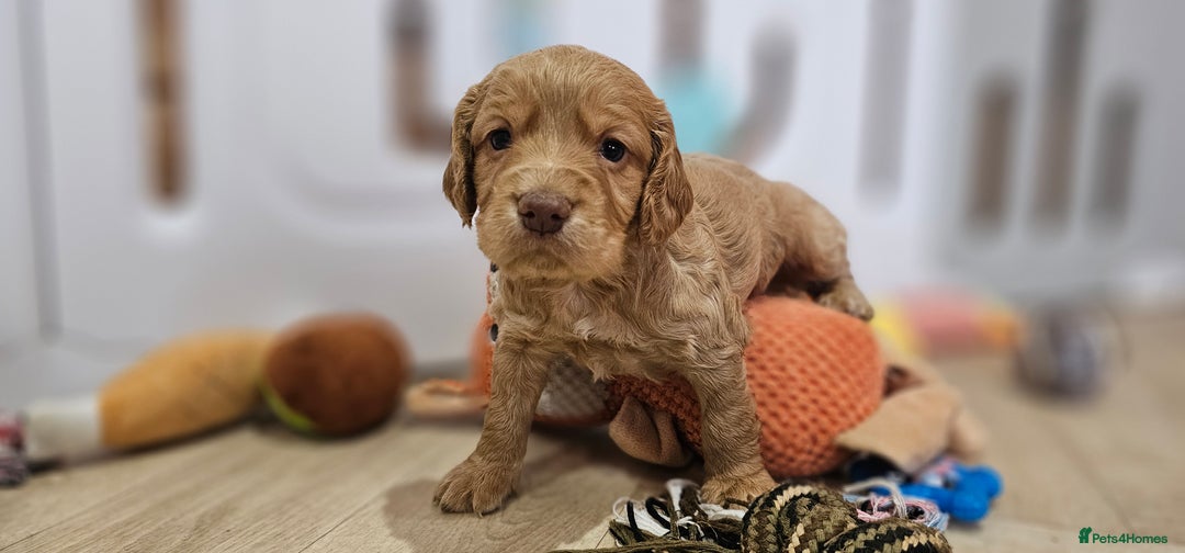 Cocker Spaniel dogs for sale: 8 AMAZING KC REG WORKING COCKER SPANIEL PUPPIES - Image 4