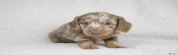 Miniature Dachshund dogs for sale: 1 Left KC REGISTERED MINIATURE DACHSHUND PUPPIES - Advert 15