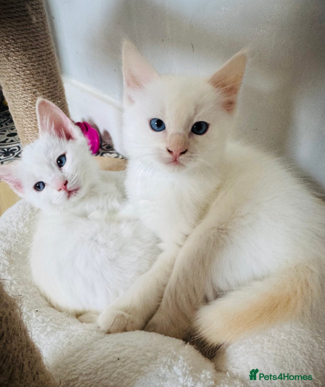 Ragdoll cats for sale: GCCF registered Ragdoll-Red Tabby Boy - Image 8