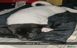 Mixed Breed dogs for sale: American akita x staffy pups for sale ONE LEFT - Image 21
