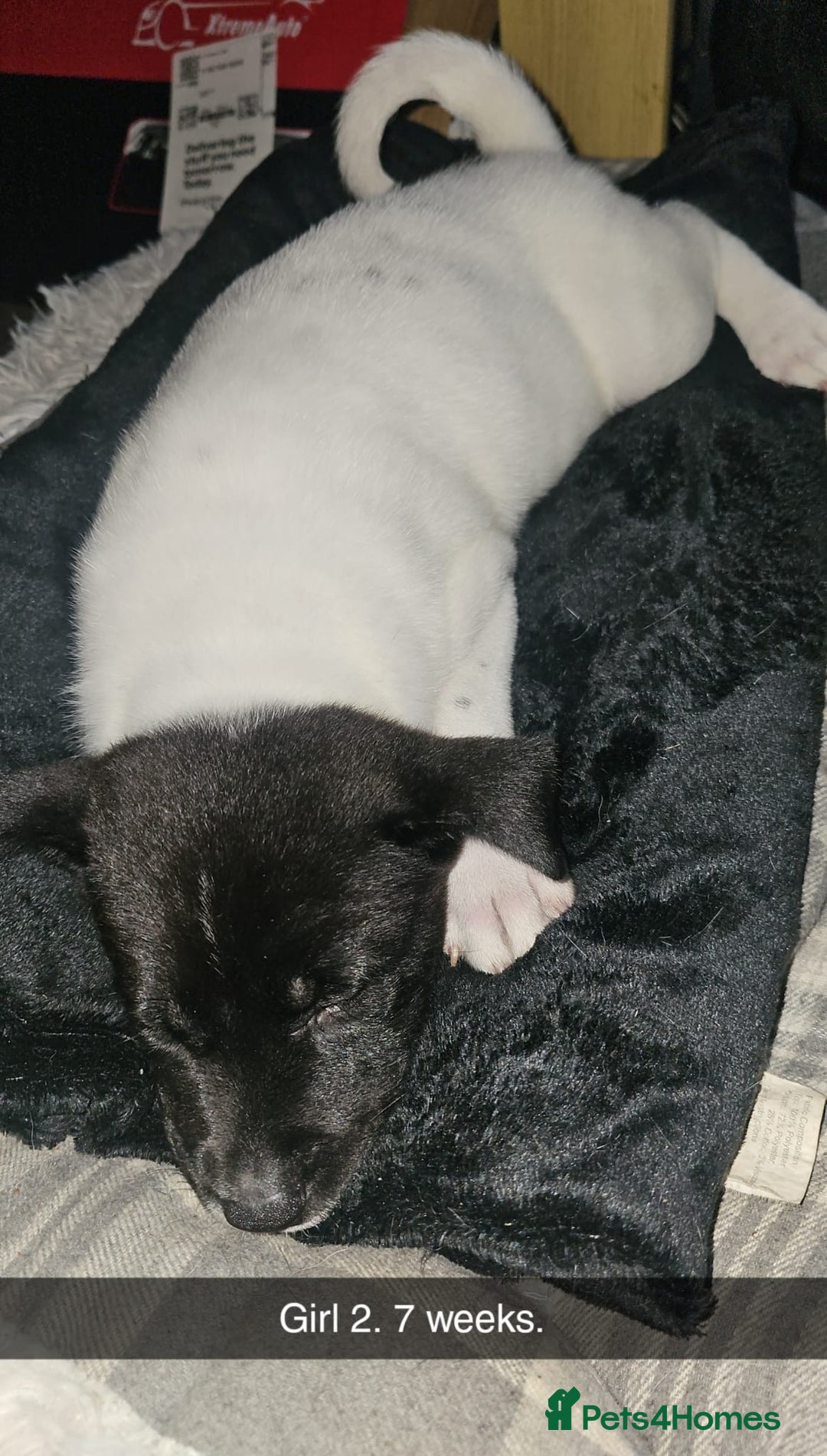 Mixed Breed dogs for sale: American akita x staffy pups for sale ONE LEFT - Image 21