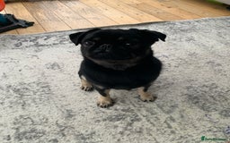 Pug dogs for sale: Molly the Pug - Advert 2