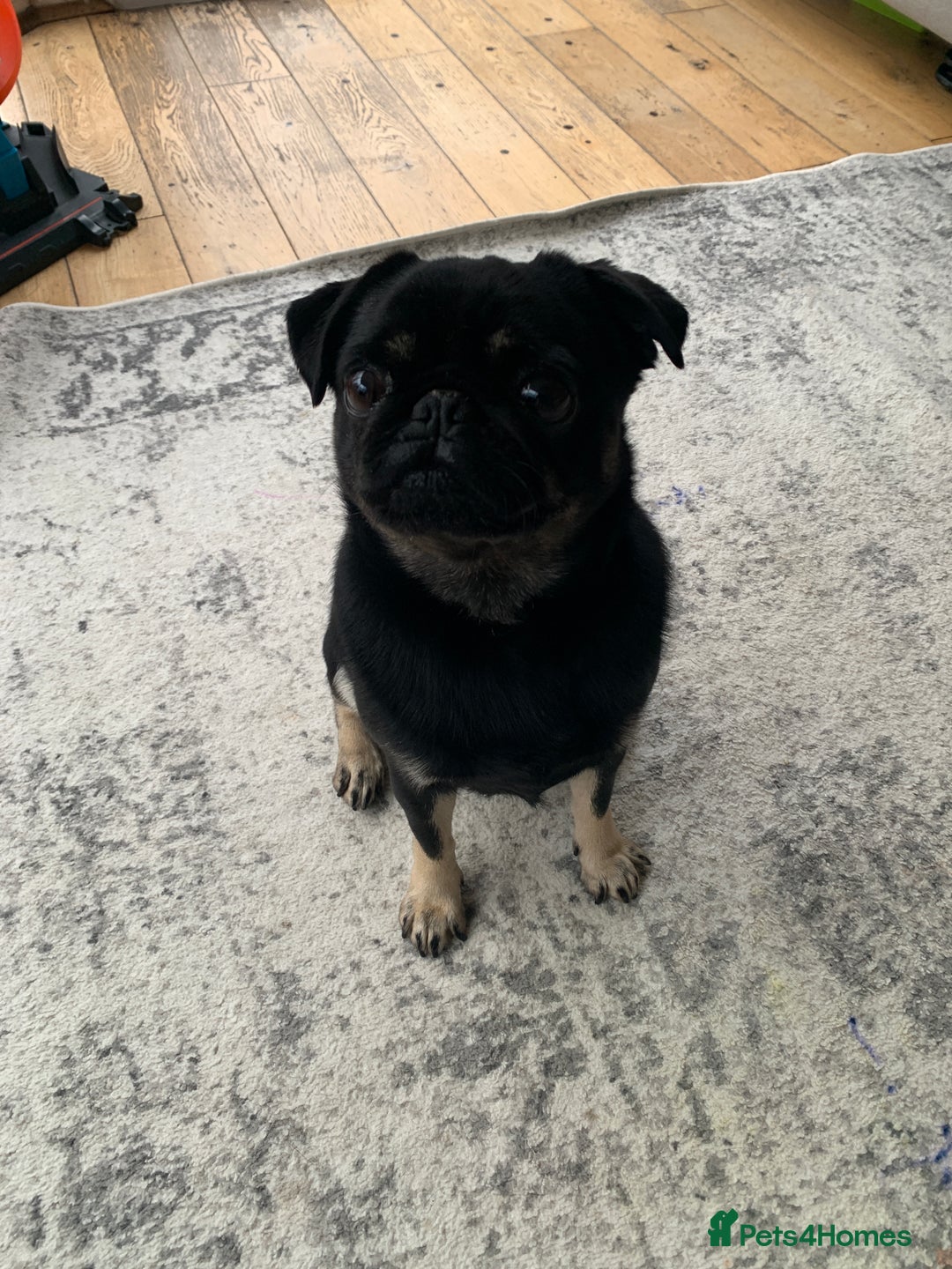 Pug dogs for sale: Molly the Pug - Advert 2