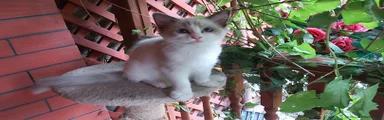 Ragdoll 1