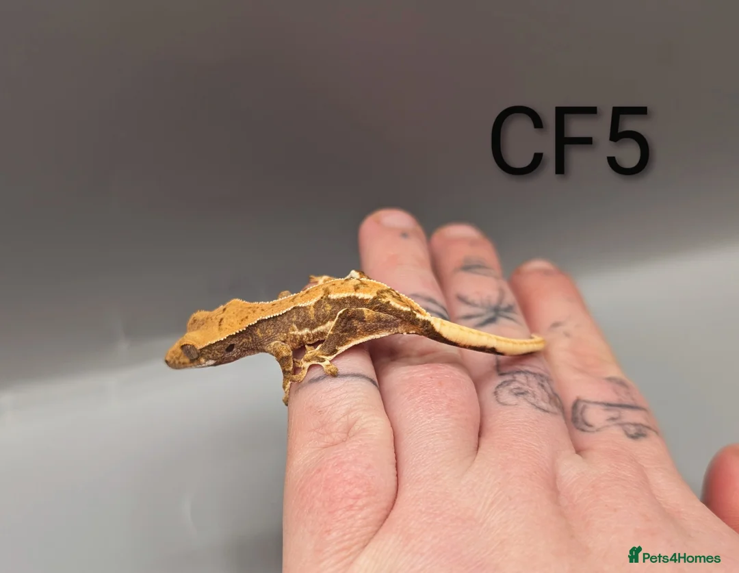 Gecko reptiles for sale: Red Tri Coloured Lily White Crested Gecko CB25  - Advert 5