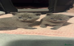 British Shorthair cats for sale: Beautiful Fluffy British Shorthair Kittens  - Image 12