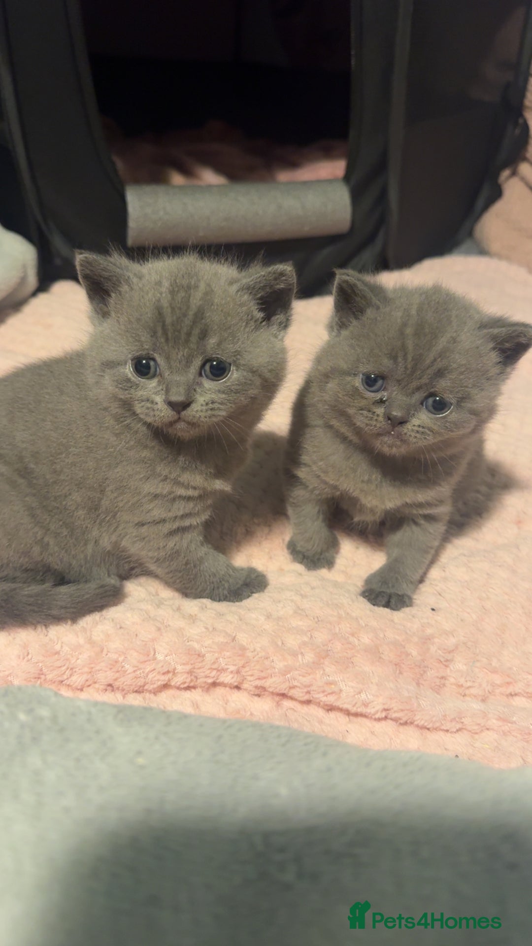 British Shorthair cats for sale: Beautiful Fluffy British Shorthair Kittens  - Image 12