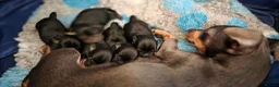 Jack Russell dogs for sale: Jack Russell Puppies for Sale - Advert 16