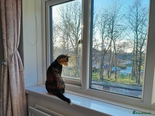 Domestic Shorthair cats Lovely female cat - Advert 1