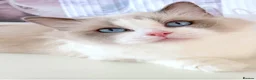 Ragdoll cats for sale: INDOOR FULL PEDIGREE 4 YEARS RAGDOLL FEMALE CAT - Advert 25