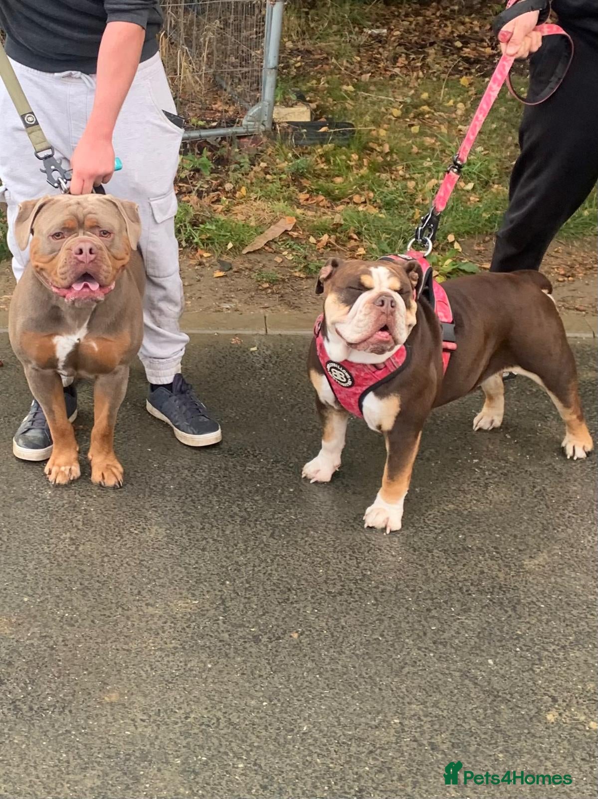 Olde English Bulldogge dogs NEBBR registered Olde English bulldogge puppies - Advert 1