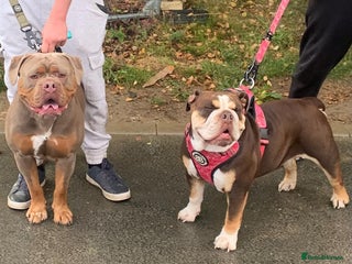 Olde English Bulldogge dogs Olde English bulldogge puppies 8weeks on 27th dec - Advert 10