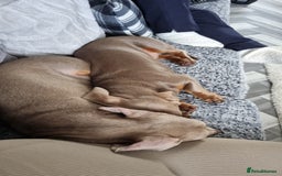 Dachshund dogs for stud: PROVEN STUD miniature dashund - Image 4