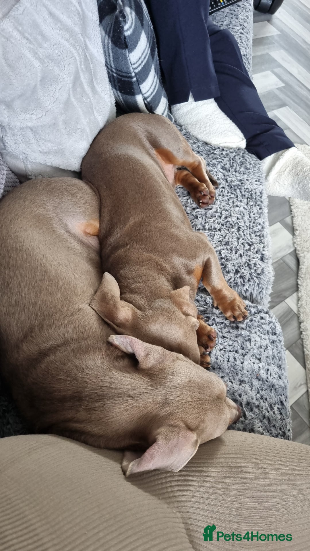 Dachshund dogs for stud: PROVEN STUD miniature dashund - Image 4