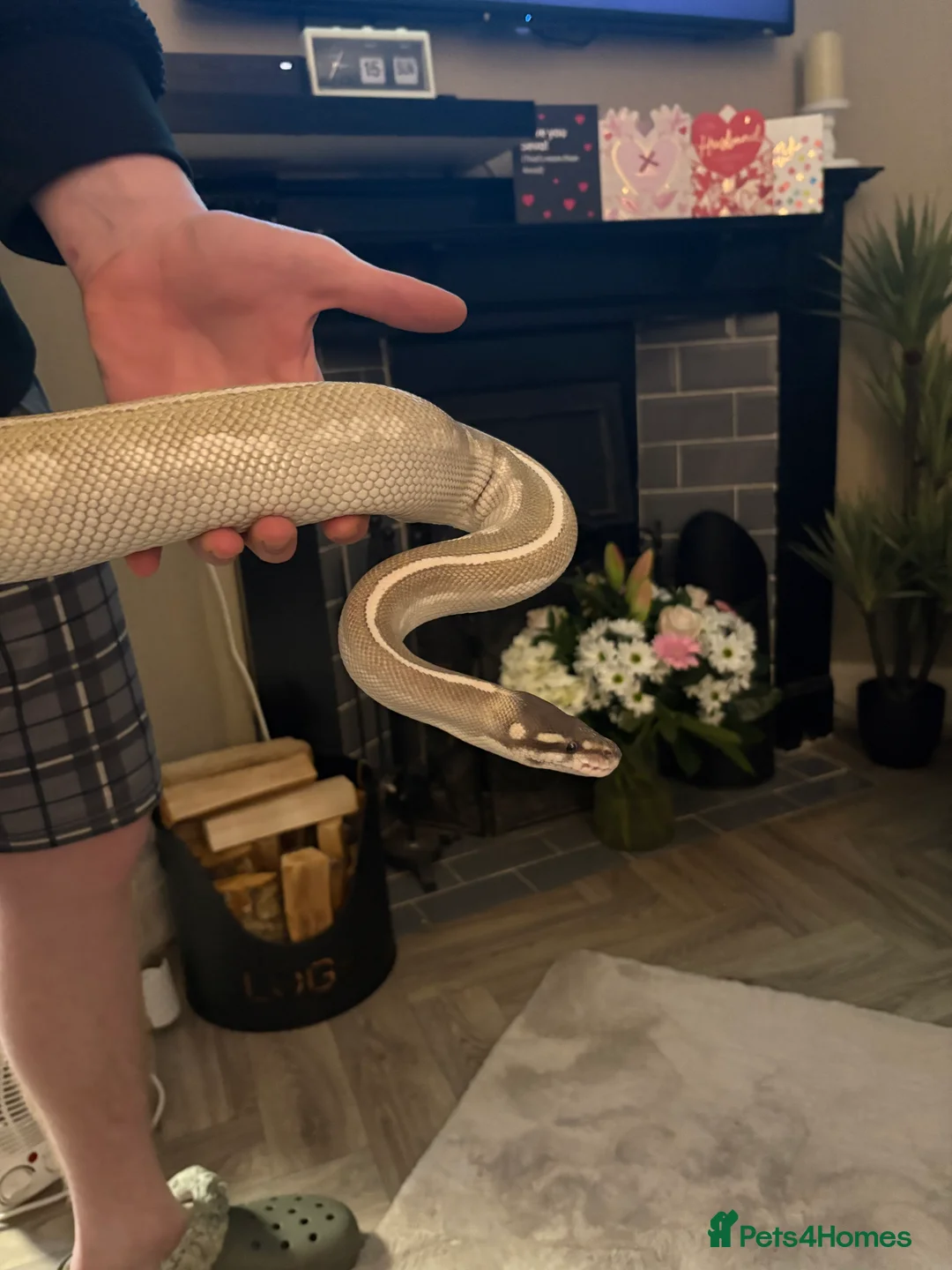 Python Snake reptiles for sale: Purple passion royal python  - Advert 5