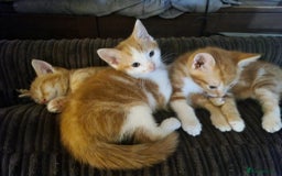 Mixed Breed cats for sale: Three beautiful male kittens - Image 1