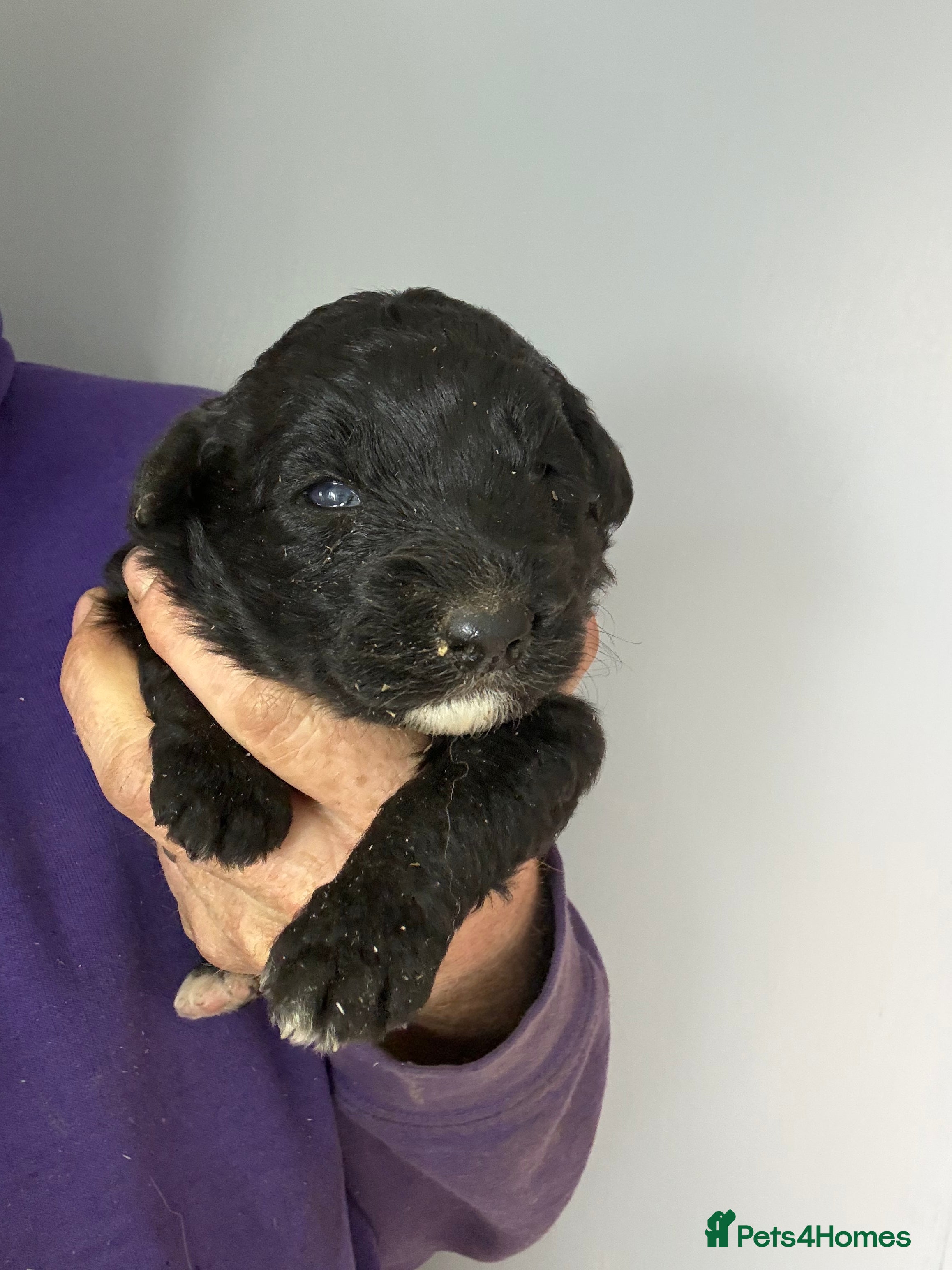 Bordoodle dogs Stunning Black Bordoodle Girls - Advert 5