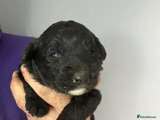 Bordoodle dogs Stunning Black Bordoodle Girls - Advert 5