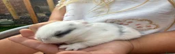 Mini Lop rabbits for sale: 5 mini lop in Peterborough - Advert 2