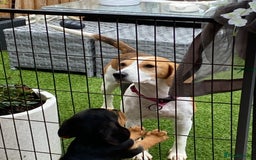Mixed Breed dogs for sale: Gorgeous mix of Beagle x Sproodle (Springles) - Image 6