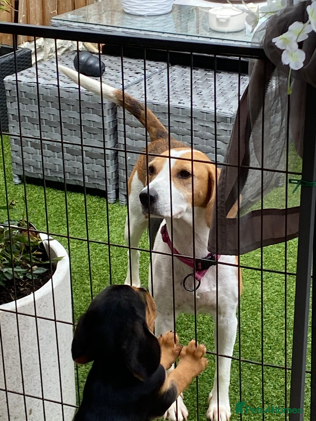 Mixed Breed dogs for sale: Gorgeous mix of Beagle x Sproodle (Springles) - Image 6