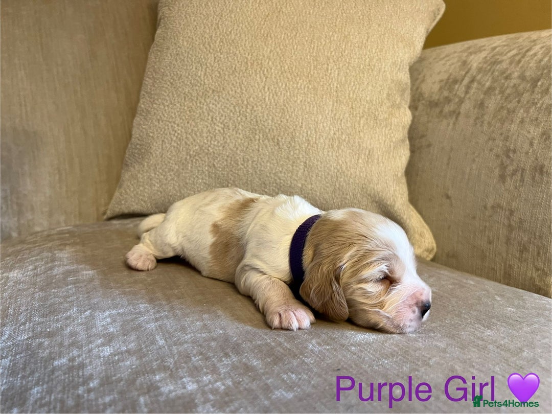 Cocker Spaniel dogs for sale: Show Cocker Spaniel Puppies For Sale - Image 5