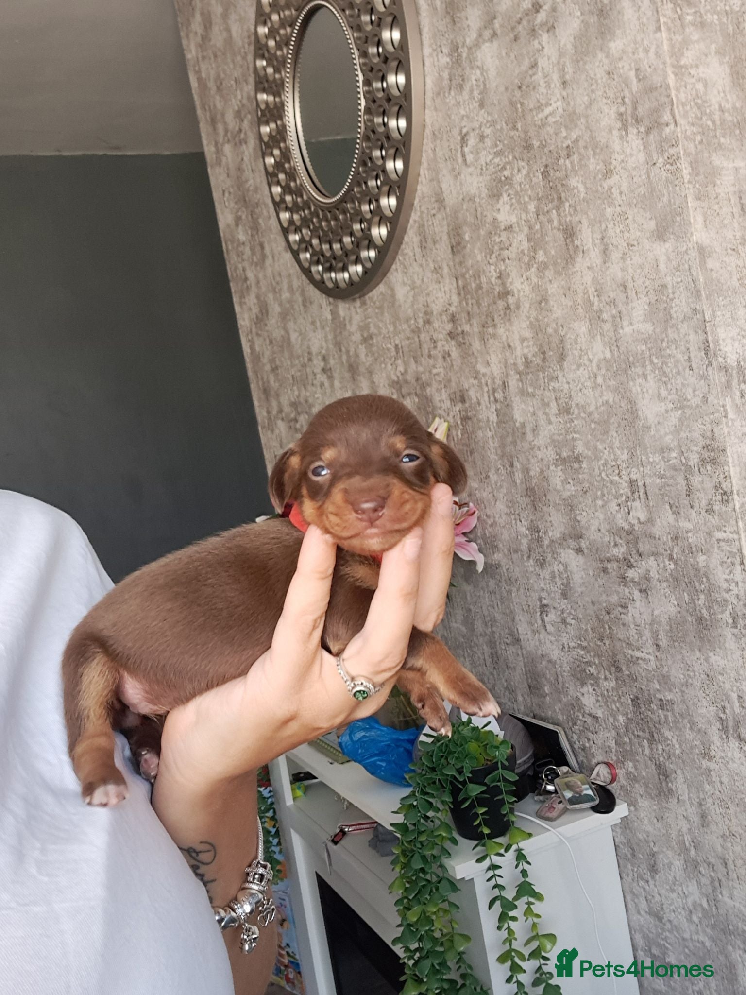 Chiweenie dogs Dachshund  - Advert 7