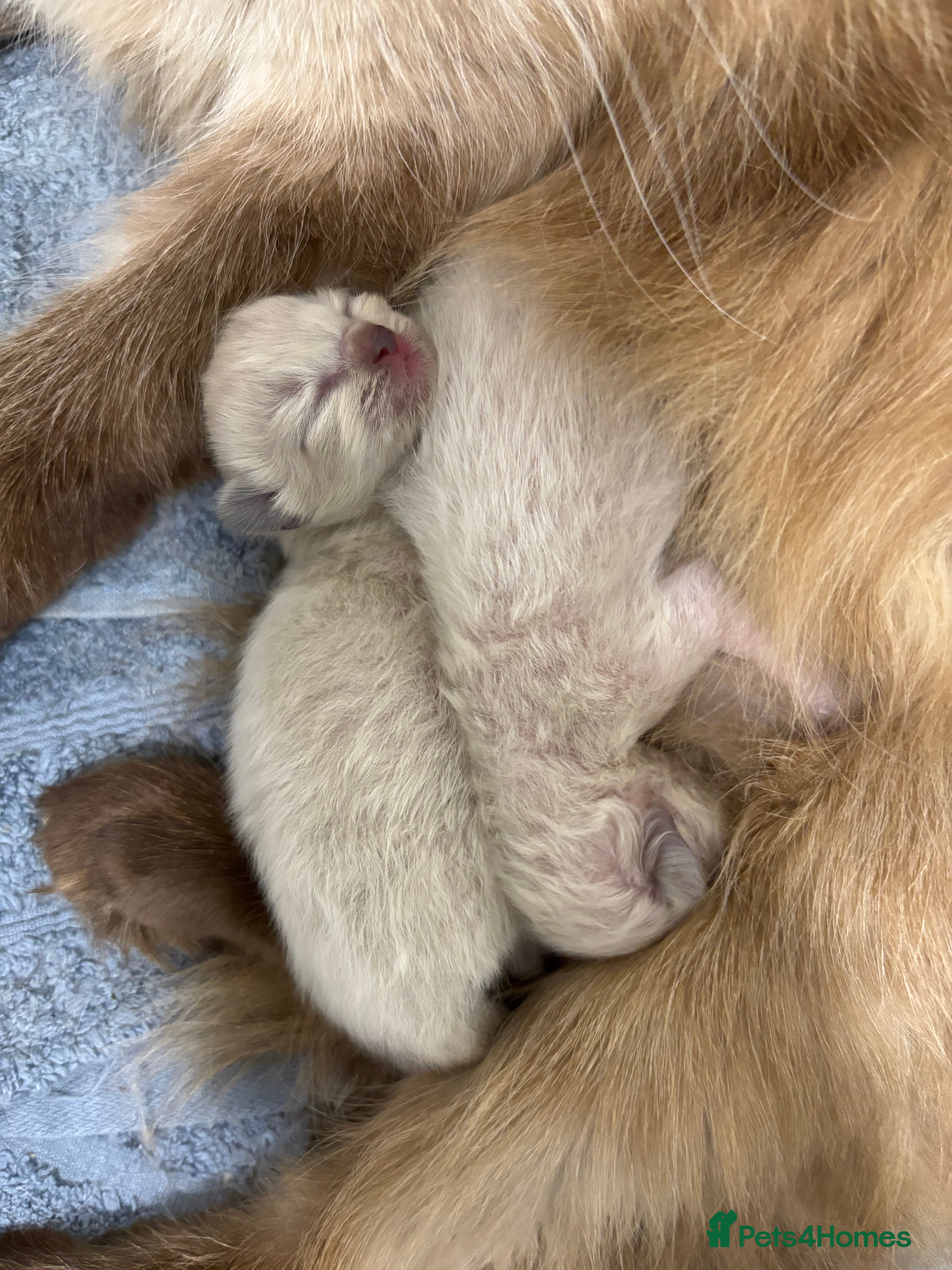 Ragdoll cats Beautiful Ragdoll Kittens🐱🩵🩷 - Advert 4